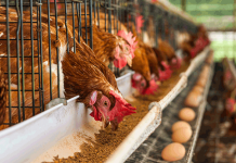 Ghana's Poultry industry