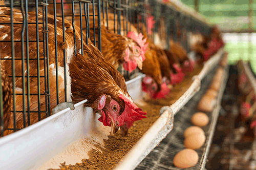Ghana's Poultry industry