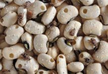 Technology to address pest infestation in Cowpea