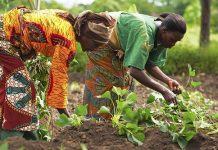 Afienya Women in farming Association trained