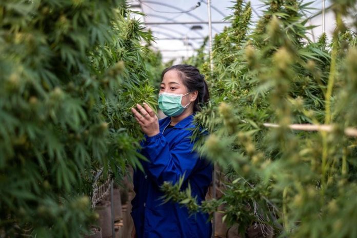 Thailand legalizes cultivation of cannabis