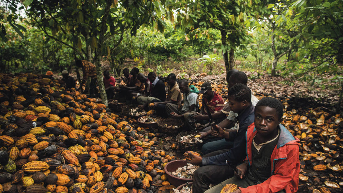 Child Labour: Must We Criminalize Children Helping Parents On Cocoa Farms?