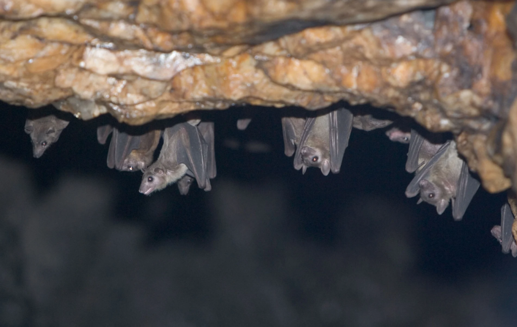 Ghana has no Marburg Virus Disease - GHS