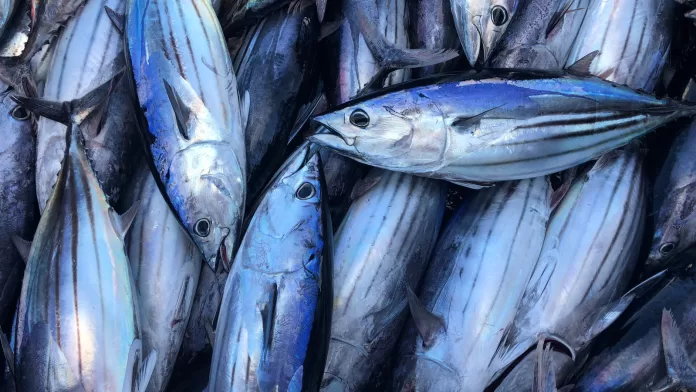 Tuna shortage hit Tema following the close season