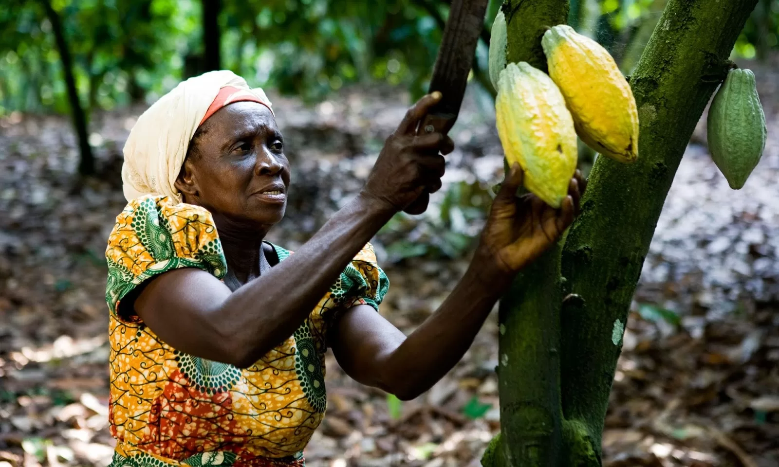 COCOBOD refutes former President Mahama's claims of collapsed cocoa sector