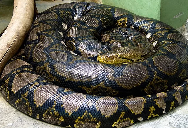 Assin North: Farmer defeats 18-foot long python in fierce fight