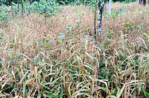 Strange disease destroys ginger farms in Kadjebi District