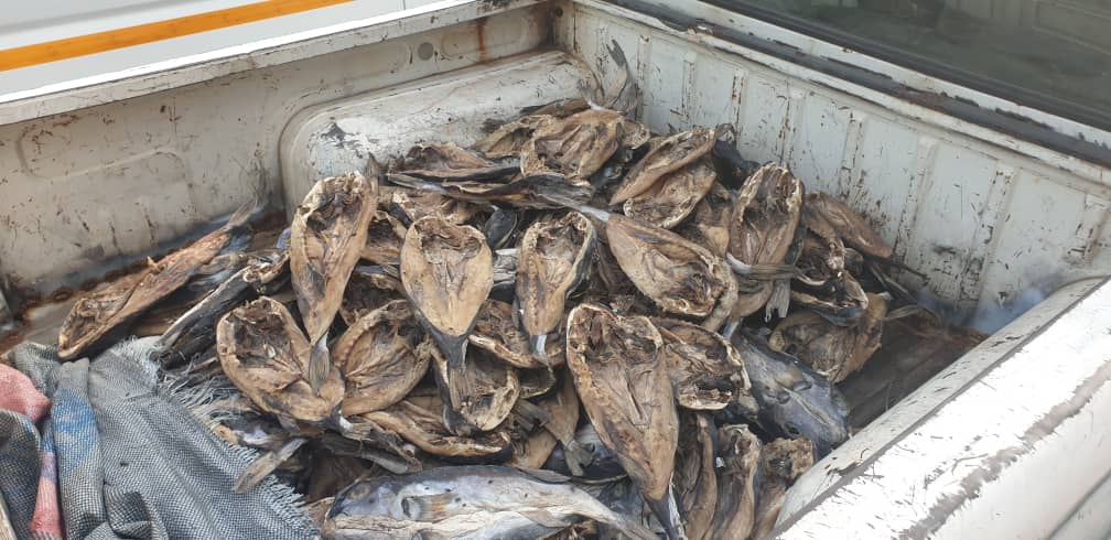 AMA Public Health Officers seize maggot-infested salted fish