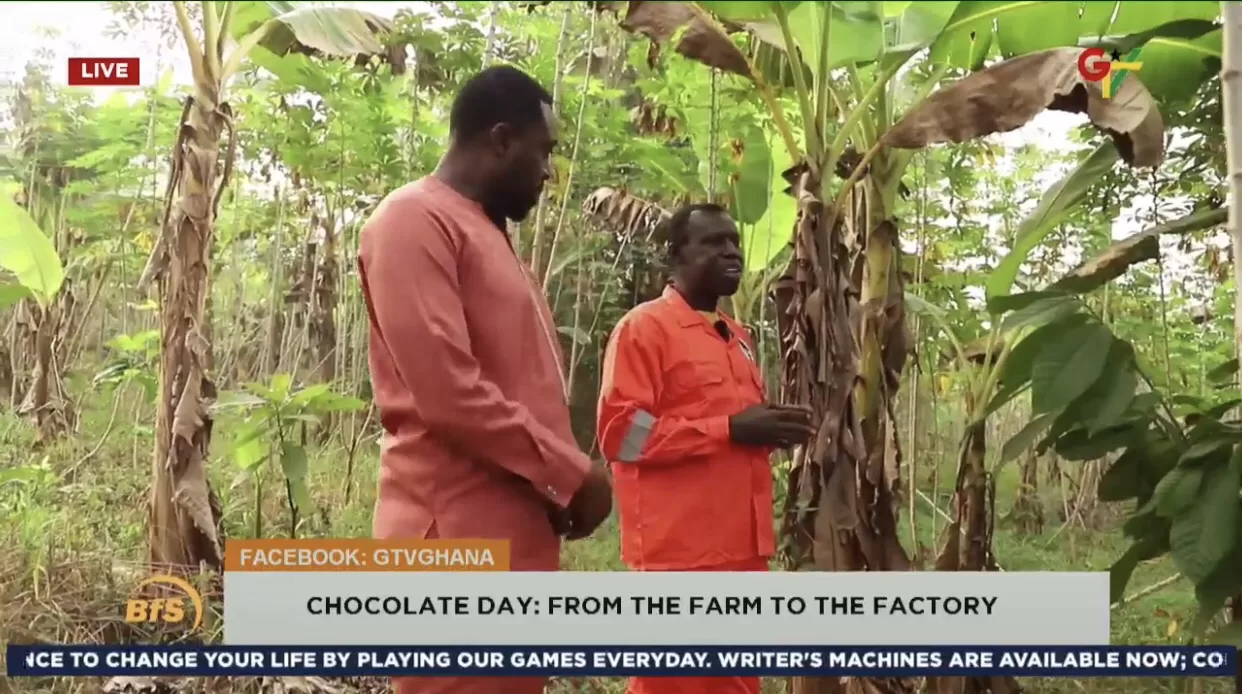 Cocoa Farming Tips