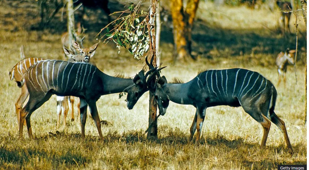 World Bank suspends funding Tanzania tourism project