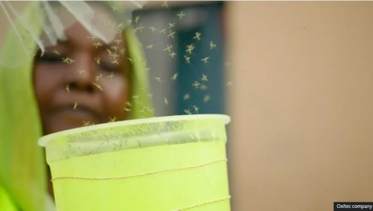 GMO mosquitoes released in Djibouti to fight malaria