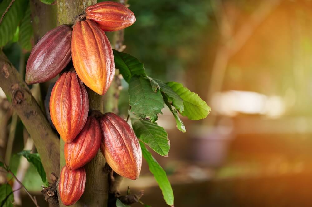 COCOBOD plans to introduce targeted legislation for protection of cocoa trees