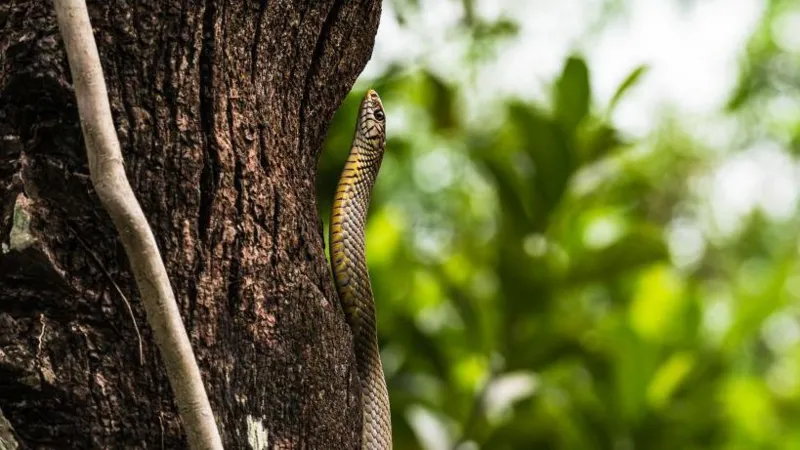 Children fall ill in India 'after dead snake found in school meal'