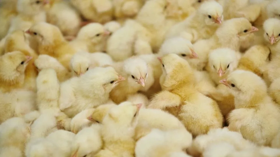 Government begins process of procuring birds for ‘Nkoko Nkitinkiti’ initiative