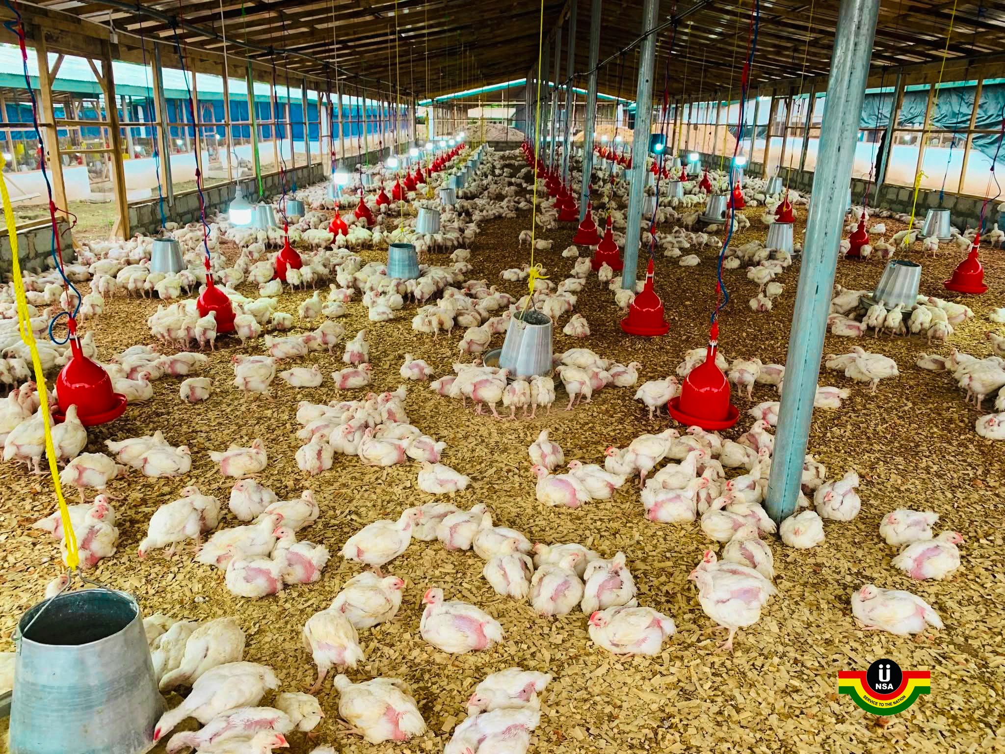 NSA’s Papao Farm to boost youth jobs under 'Nkokɔ Nketenkete' initiative