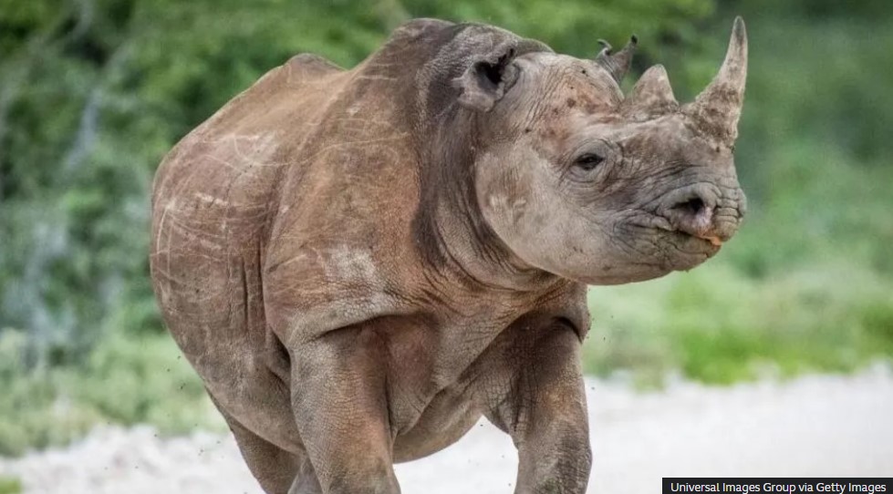 Army sent to battle fire in Namibia tourist hotspot