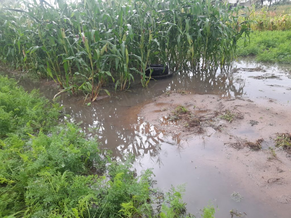 Anloga floods wipe out 1,200 acres of vegetables, 600 farmers hit