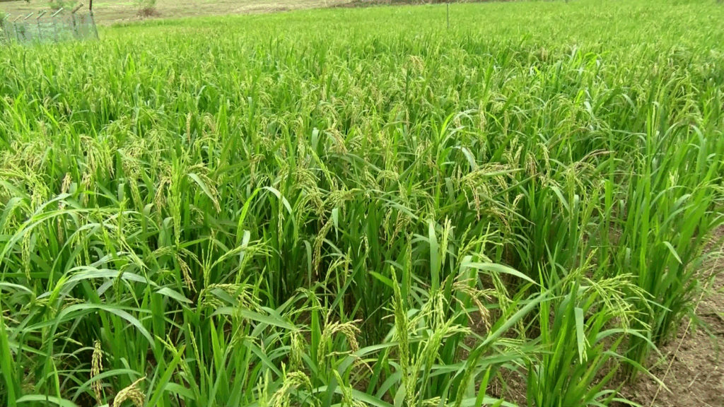 rice